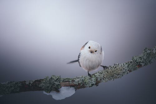 Close-Up Shot of a Long-Tailed Tit Perched on a Twig