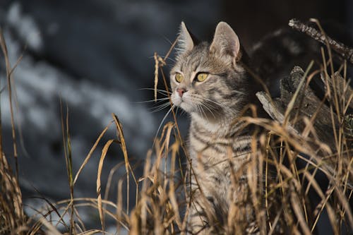 Close-Up Shot of a Tabby Cat in the Grass