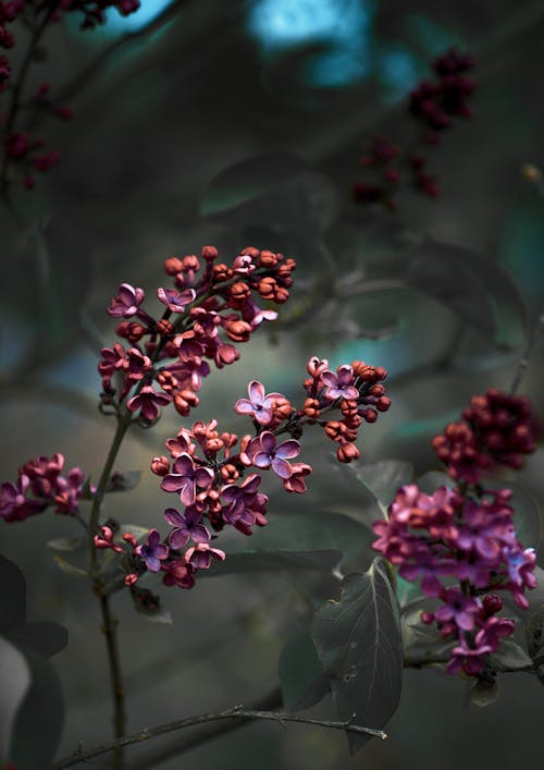 Close-Up Shot of Lavenders in Bloom · Free Stock Photo