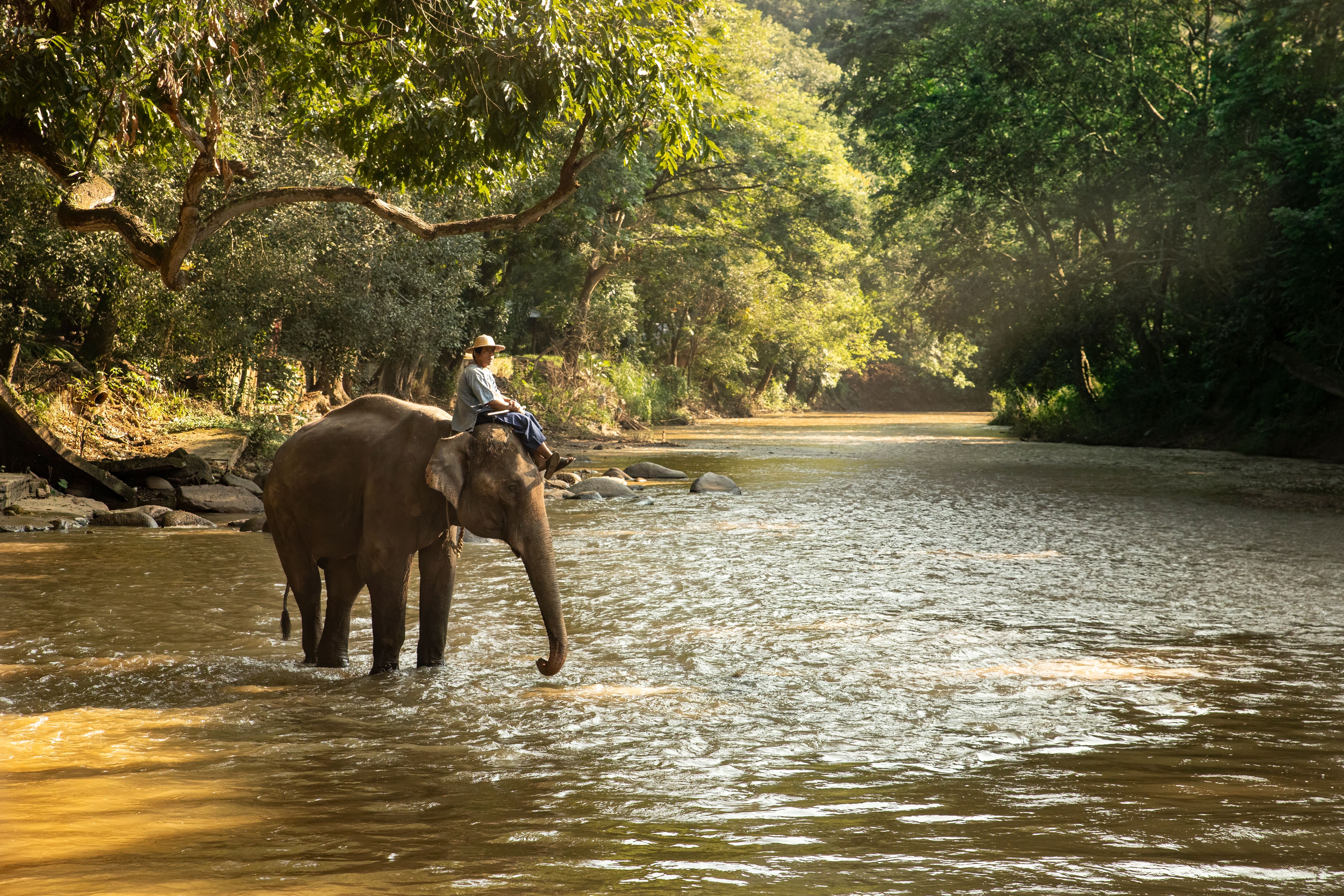 The contradiction of Thailand’s ‘ethical’ elephant sanctuaries
