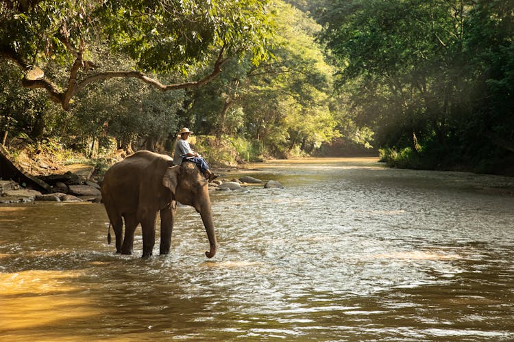 Person Sitting On An Elephant Walking In The River
