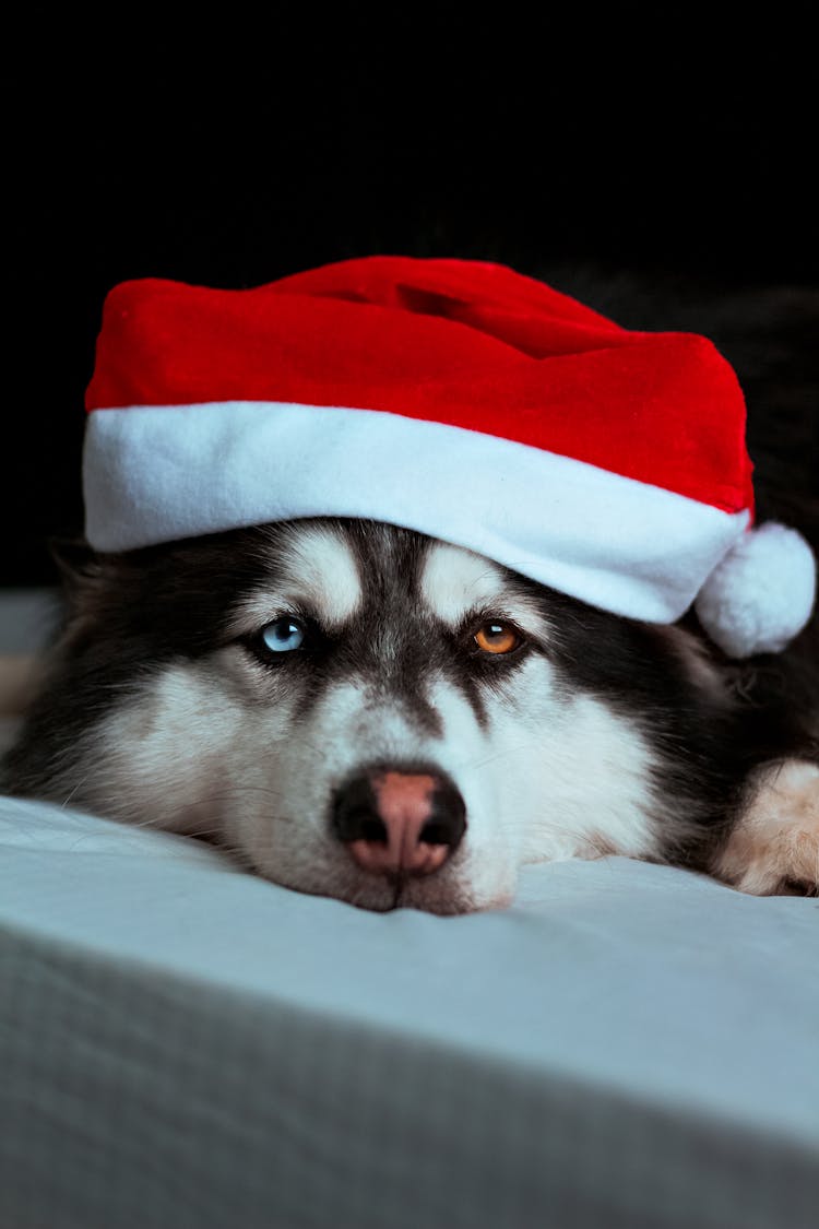 Dog In Santa Hat