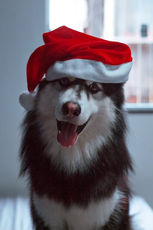 Close-Up Shot of a Siberian Husky Wearing Santa Hat