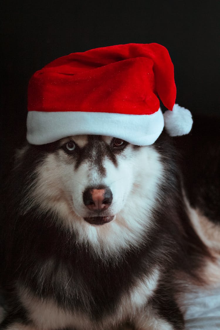 Cute Dog In Santa Hat