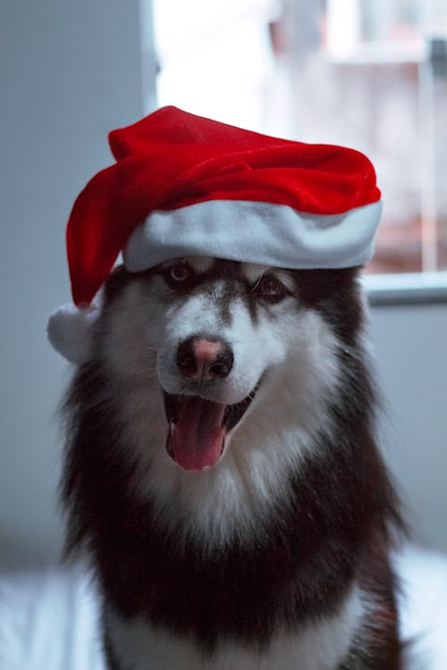 Close-Up Shot of a Siberian Husky Wearing Santa Hat