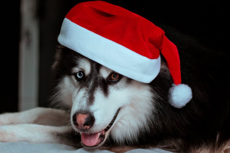 Headshot Of Dog In Santa Hat