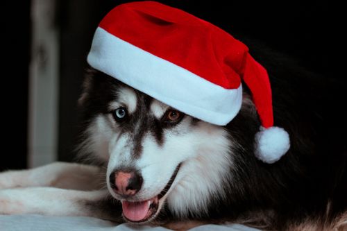 Free Charming Siberian Husky wearing a Santa hat, perfect for festive holiday themes. Stock Photo