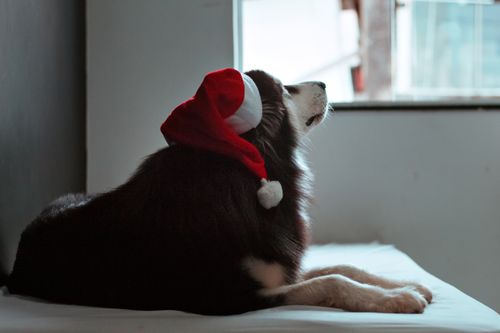 Free A Siberian Husky wearing a Santa hat gazes out a window, capturing a festive, cozy winter moment. Stock Photo
