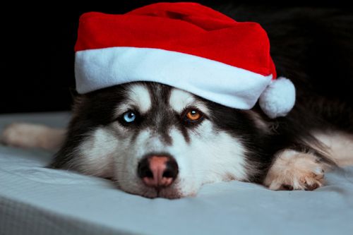 Free Cute Husky with heterochromia wearing a Santa hat, perfect holiday spirit. Stock Photo