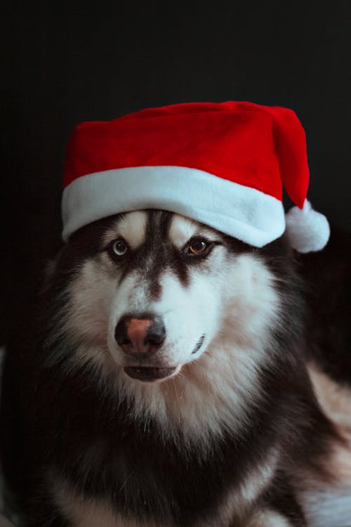 Close-Up Shot of a Siberian Husky Wearing Santa Hat