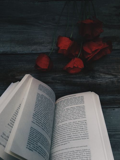 Free Open book with red roses on a rustic wooden surface, creating a moody, literary atmosphere. Stock Photo
