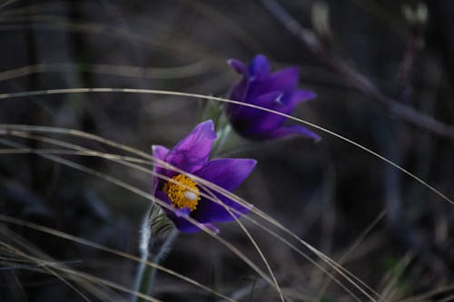 Crocus Flowers