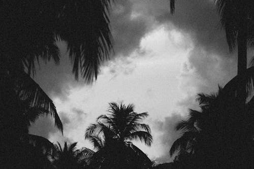 Silhouette of Palm Trees Under Cloudy Sky