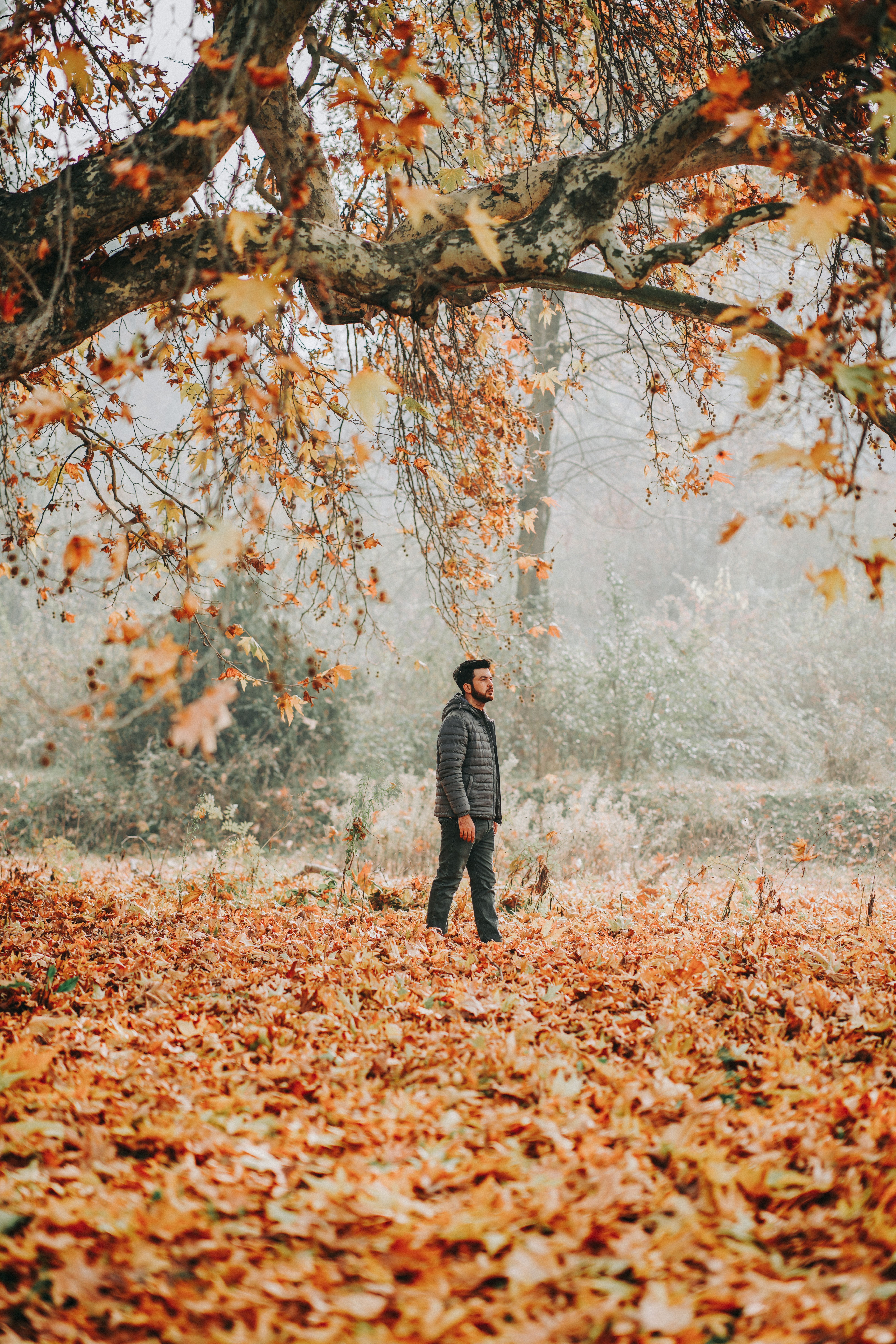 Man in Park in Autumn · Free Stock Photo