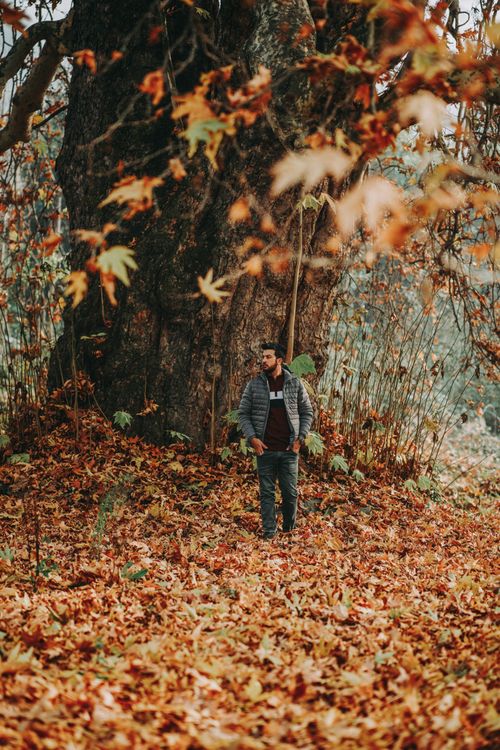 Free Man walking in scenic park surrounded by fallen autumn leaves and large trees in fall season. Stock Photo