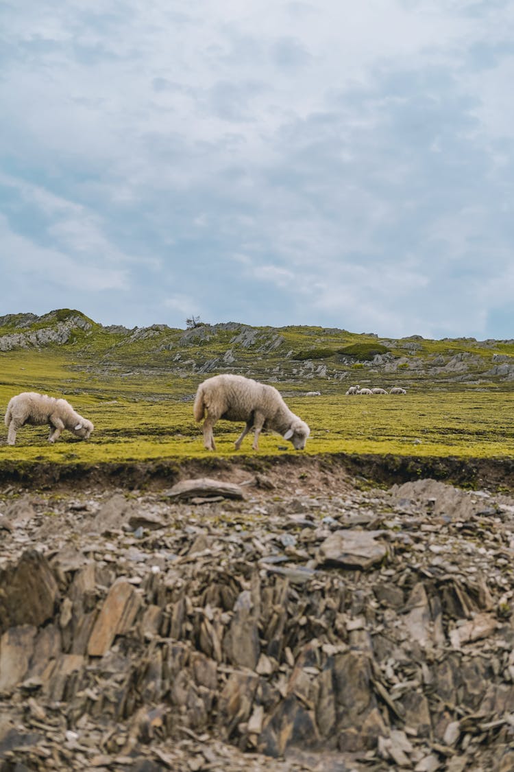 Sheep On Pasture