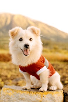 Cute dog wearing a red sweater, smiling with a scenic mountain view behind.