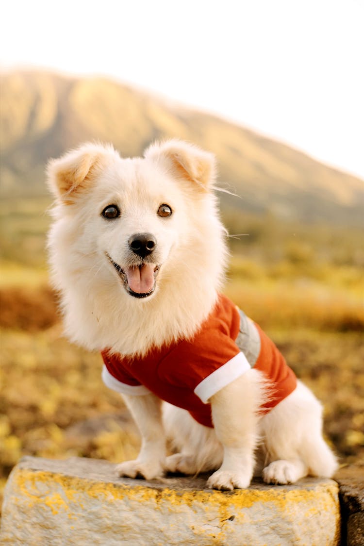 Small Dog Wearing Red Shirt In Mountain Landscape