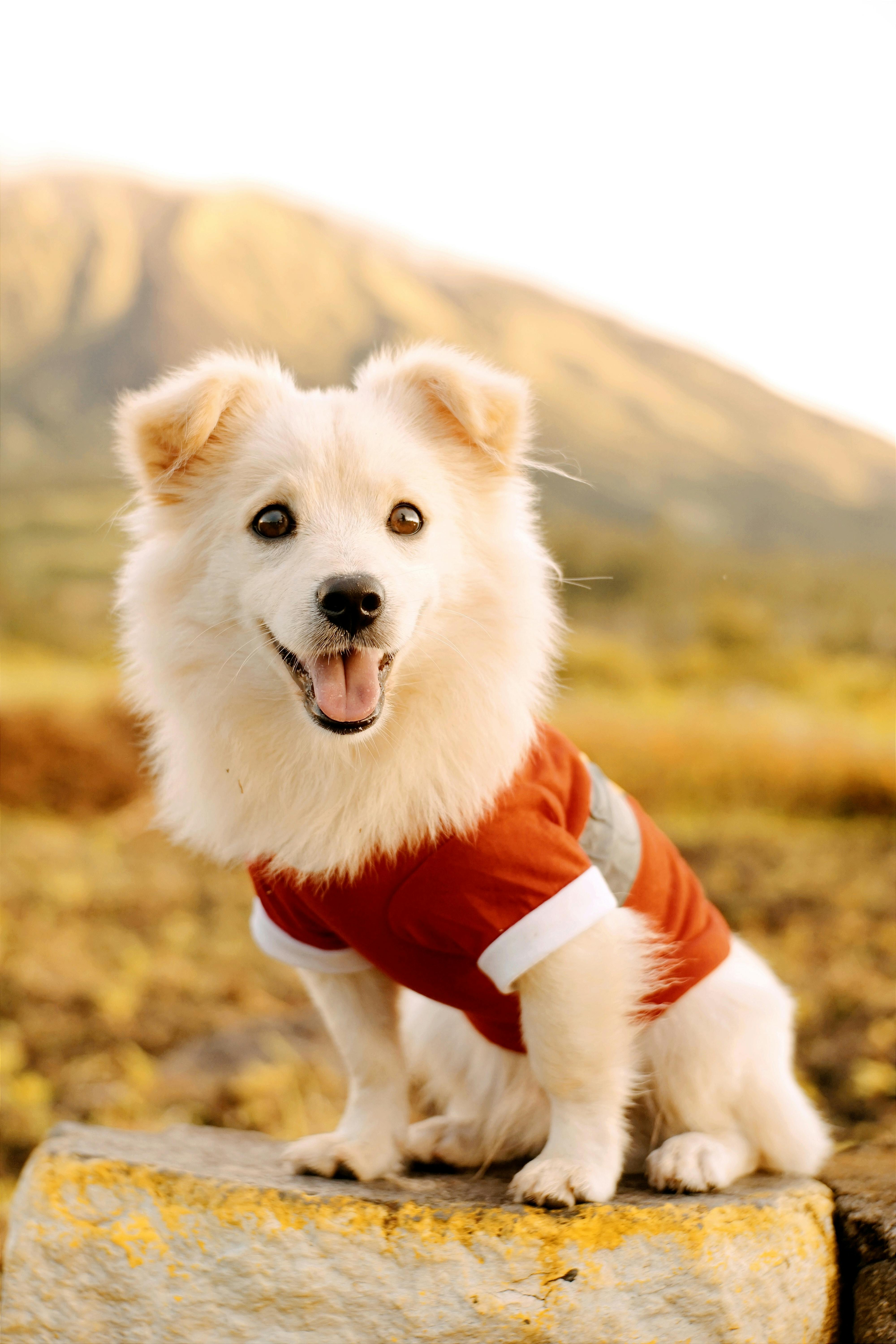 White short coated dog wearing red and white dog shirt photo – Free  Singapore Image on Unsplash