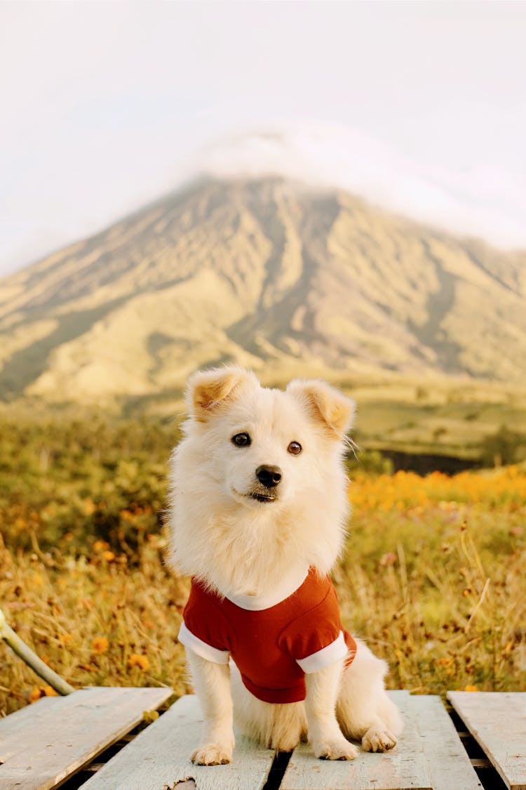 Small Dog Wearing Red Shirt In Mountain Landscape