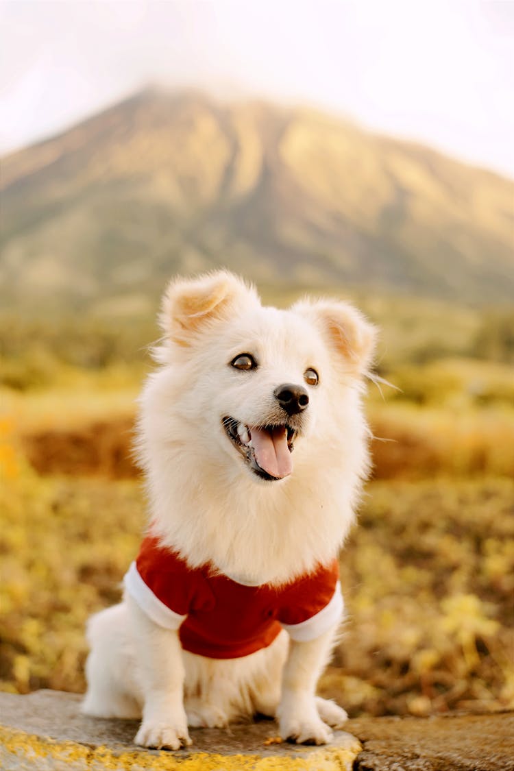 Small Dog Wearing Red Shirt In Mountain Landscape