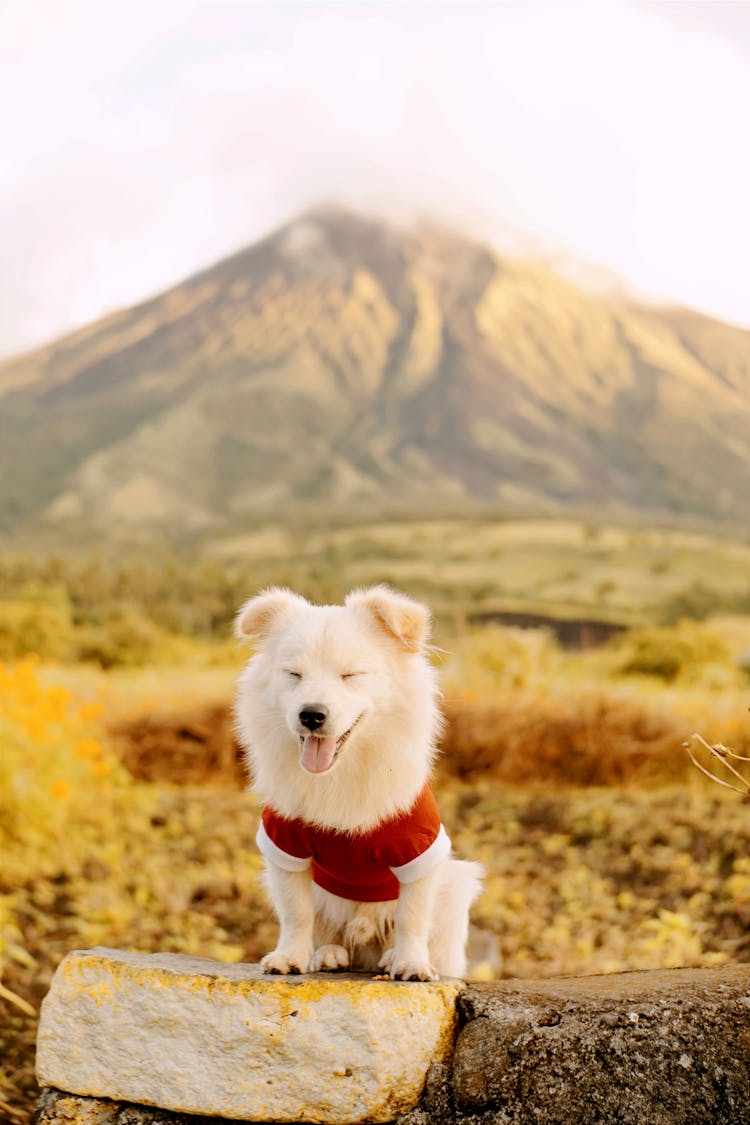 Small Dog Wearing Red Shirt In Mountain Landscape