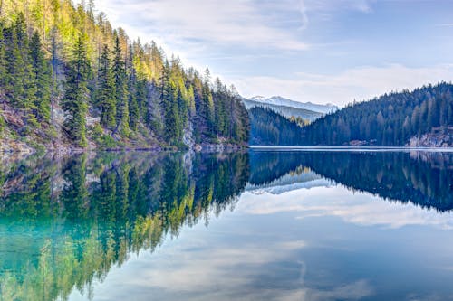 Green Pine Trees Near Body of Water