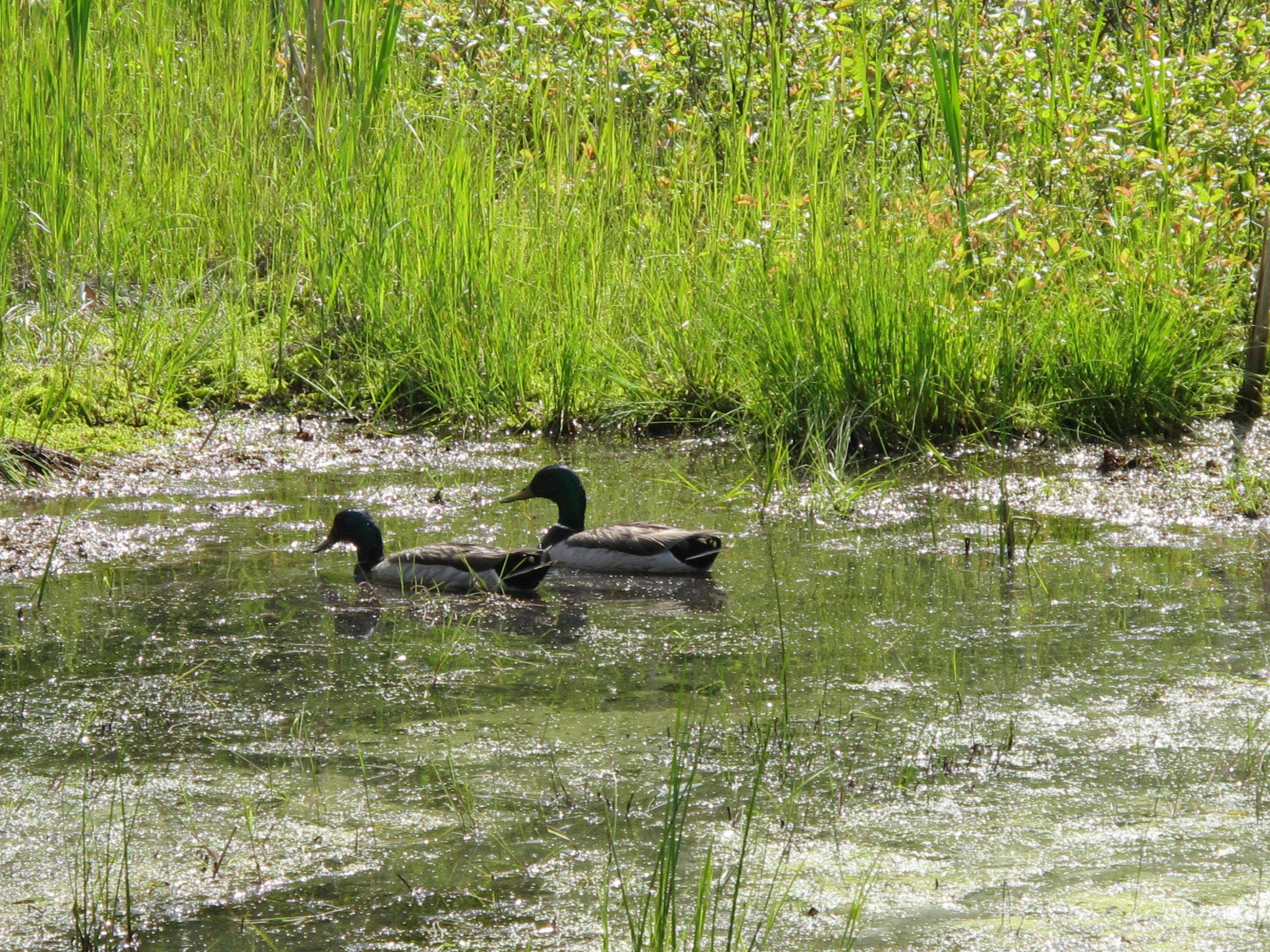 Free stock photo of ducks, pond