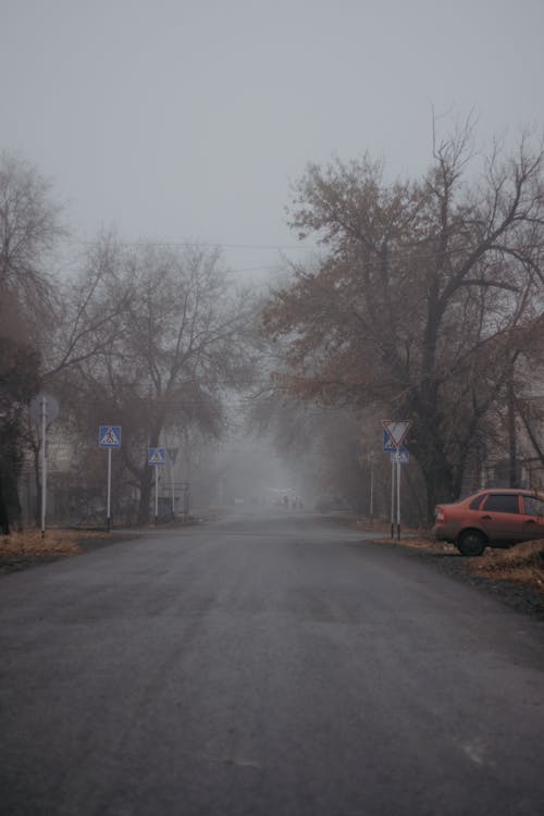 An Empty Road between Trees