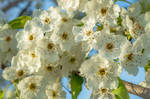 Foto d'estoc gratuïta de arbre florit, blanc, blau