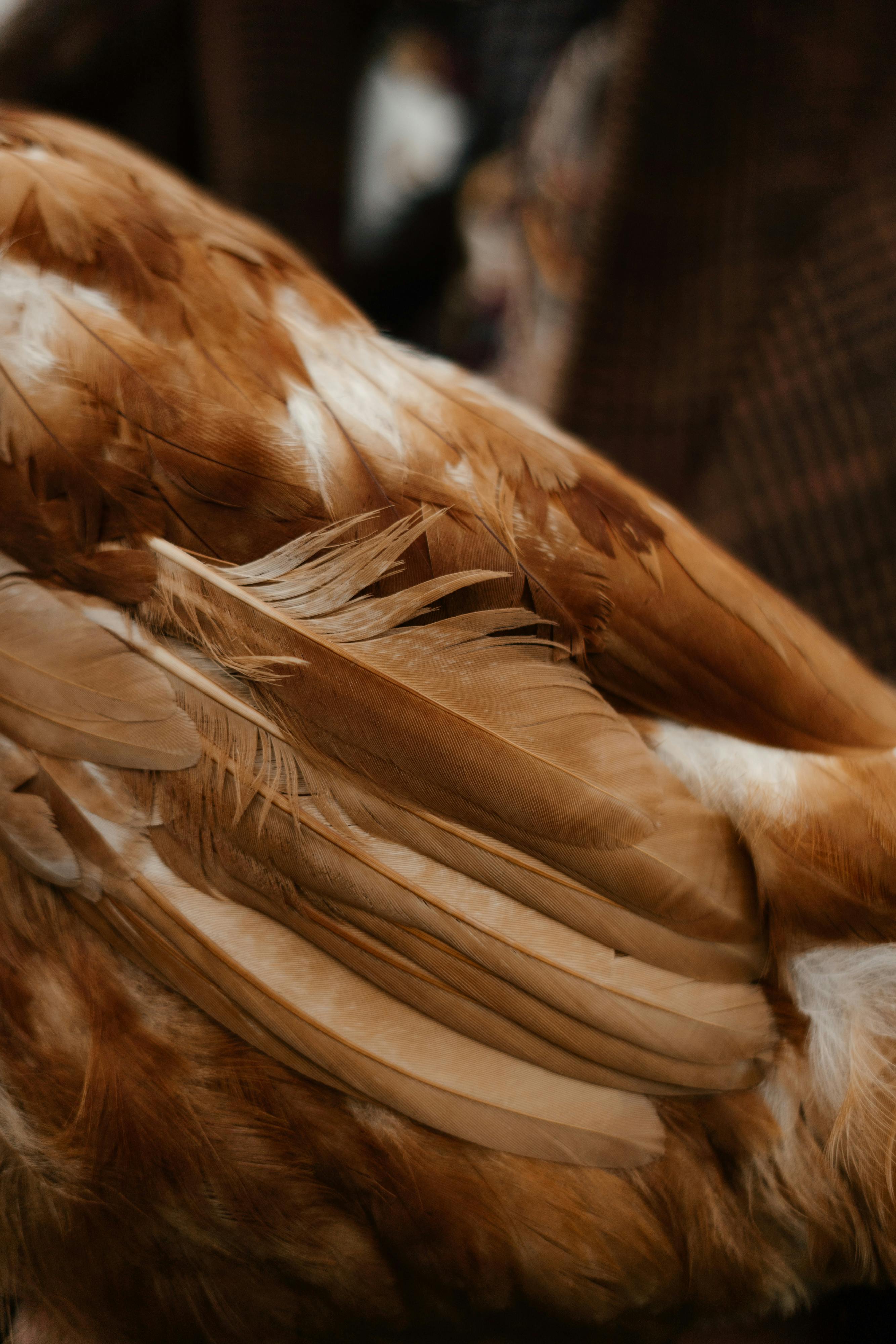 Closeup of brown feathers and plumage of a wild bird Stock Photo