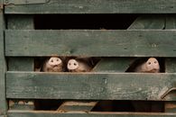 Free stock photo of farm, farm animals, mammals