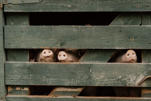 Free stock photo of farm, farm animals, mammals