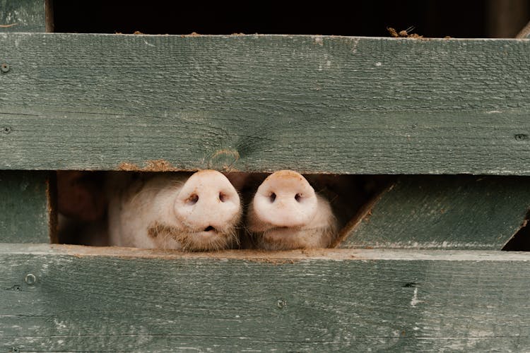 Pigs On Wooden Pigpen 