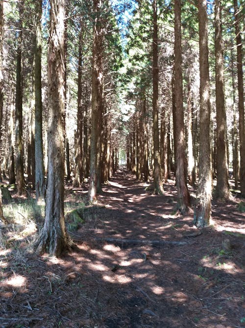 木, 森林の無料の写真素材