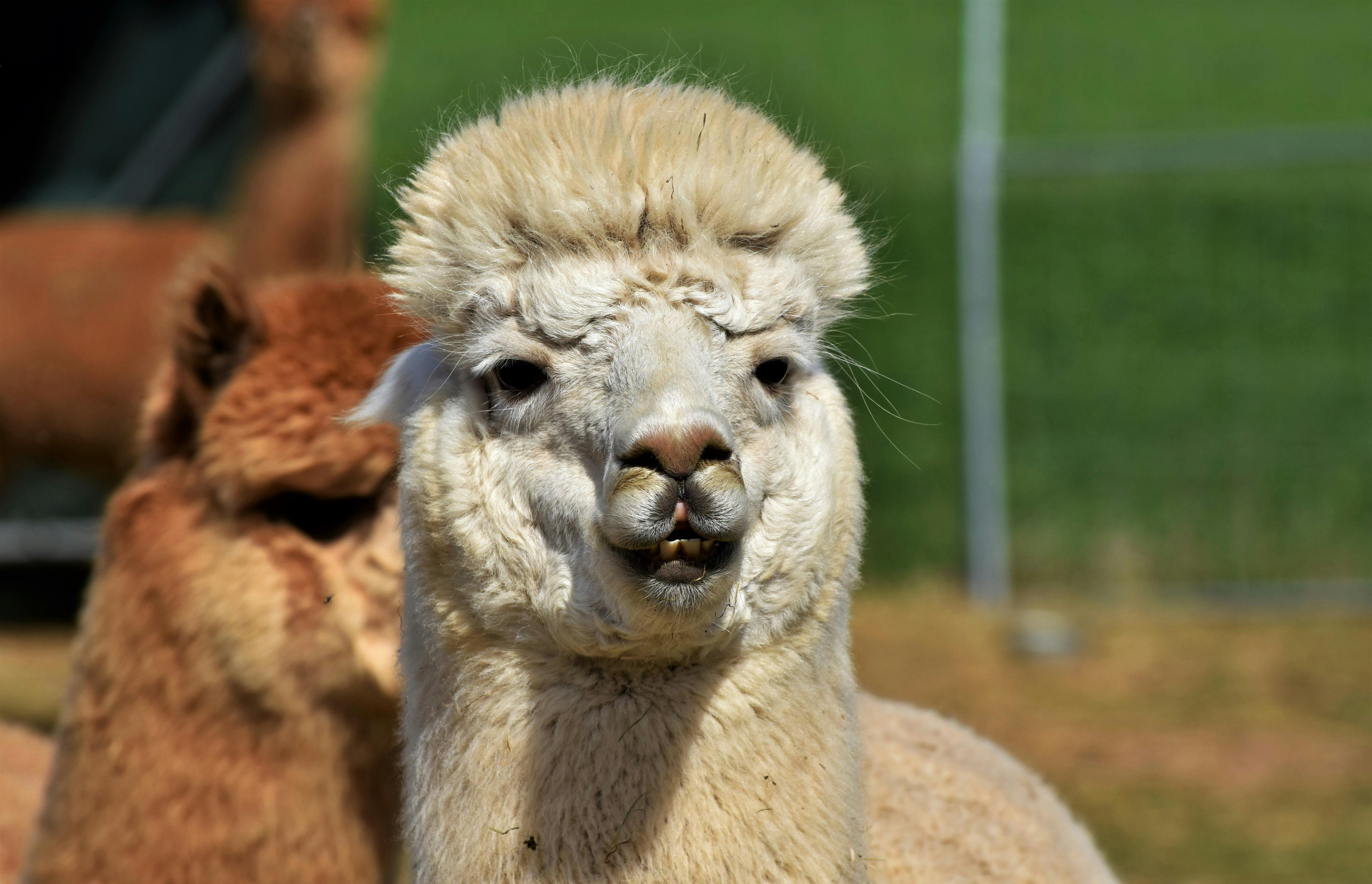 Close-Up Shot of a Llama