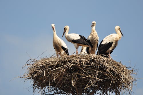 Free White Stork Birds Perching on a Nest Stock Photo