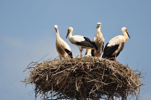 Free Group of white storks standing together in a large nest under a clear blue sky. Stock Photo