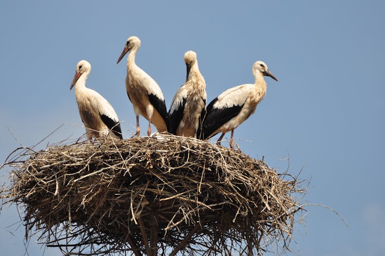 White And Black Stork Birds On A Nest