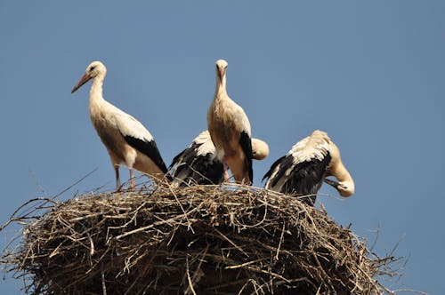 巢, 涉禽, 鳥類學 的 免费素材图片