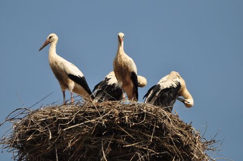 Free Group of white storks resting on a large nest against a clear blue sky, showcasing avian behavior and habitat. Stock Photo