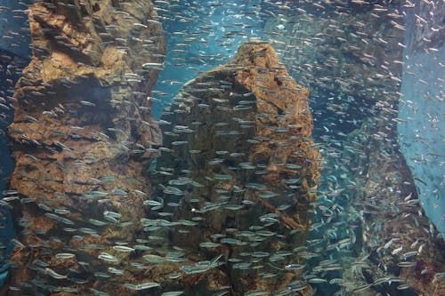 大阪, 日本, 水族館の無料の写真素材