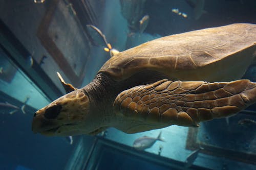 カメ, 水族館の無料の写真素材