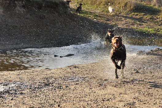 Lively dogs splashing in water and running on sandy terrain, creating an energetic scene.