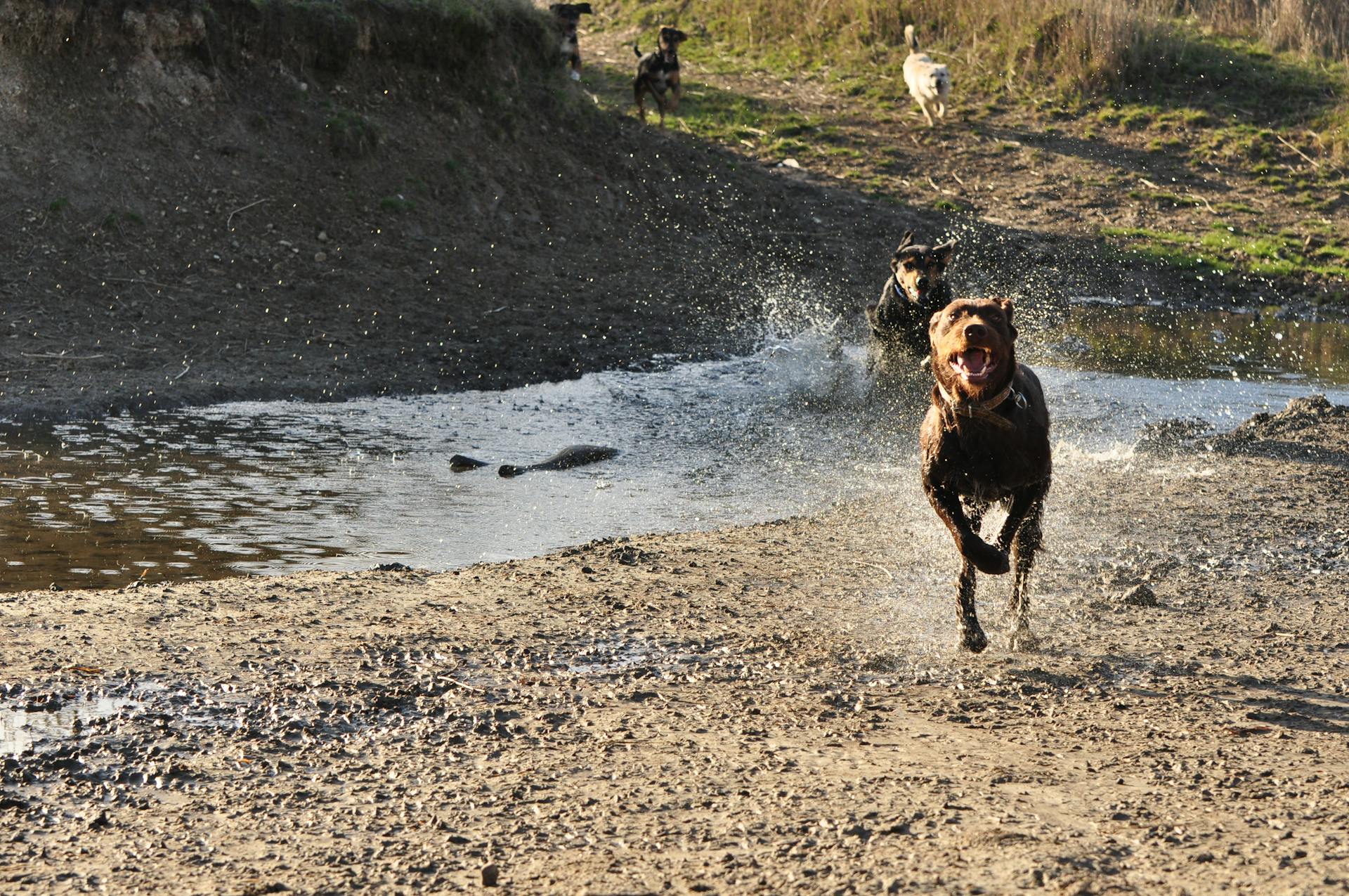 Black and Brown Short Coated Dog Running on the River