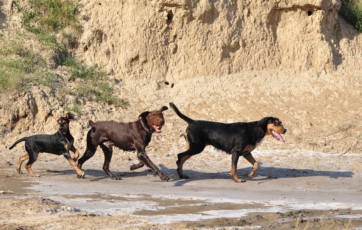 Trois chiens courant côte à côte sur un chemin de terre au soleil
