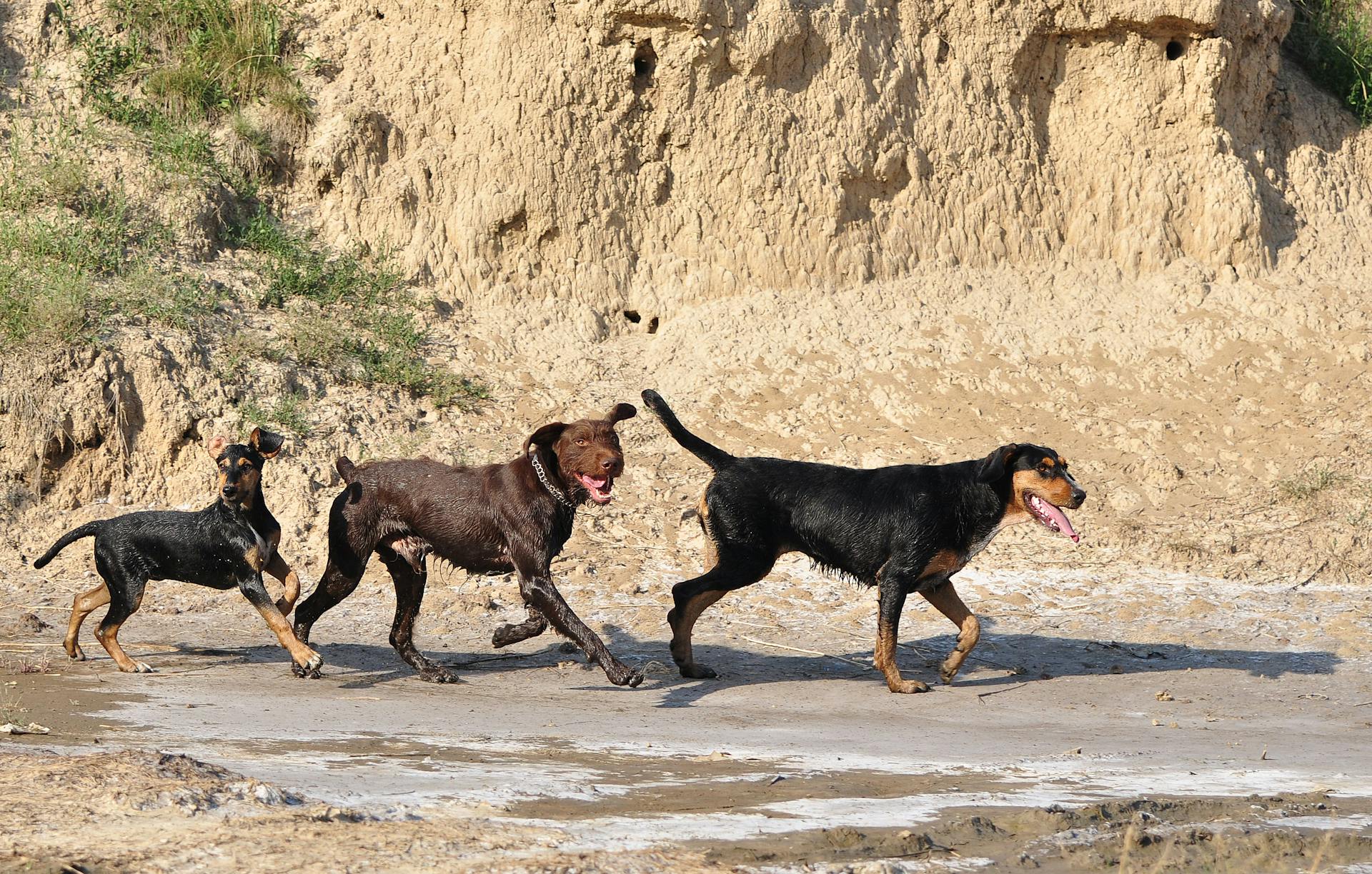 Une file de chiens qui courent