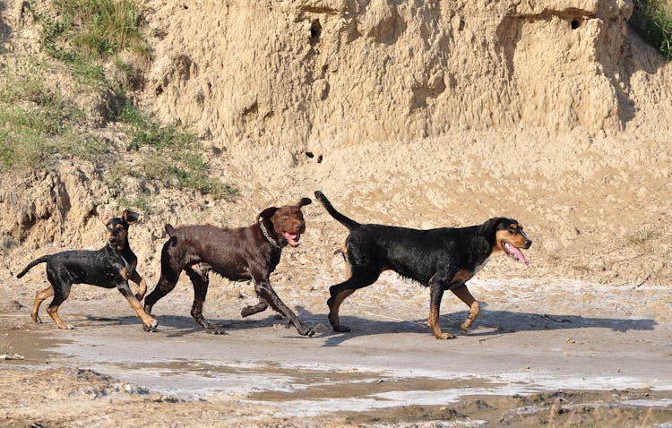 A Row Of Dogs Running 