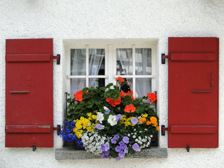 Colorful Flowers Outside The Glass Window