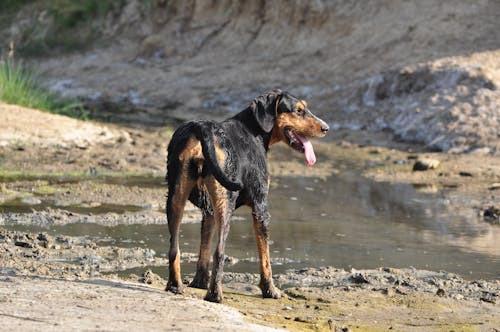 Ingyenes stockfotó darált, dog-fotózás, emlős témában